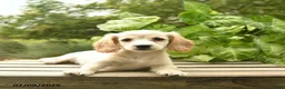 Miniature Dachshund dogs for sale: Mocha  - Ad 4