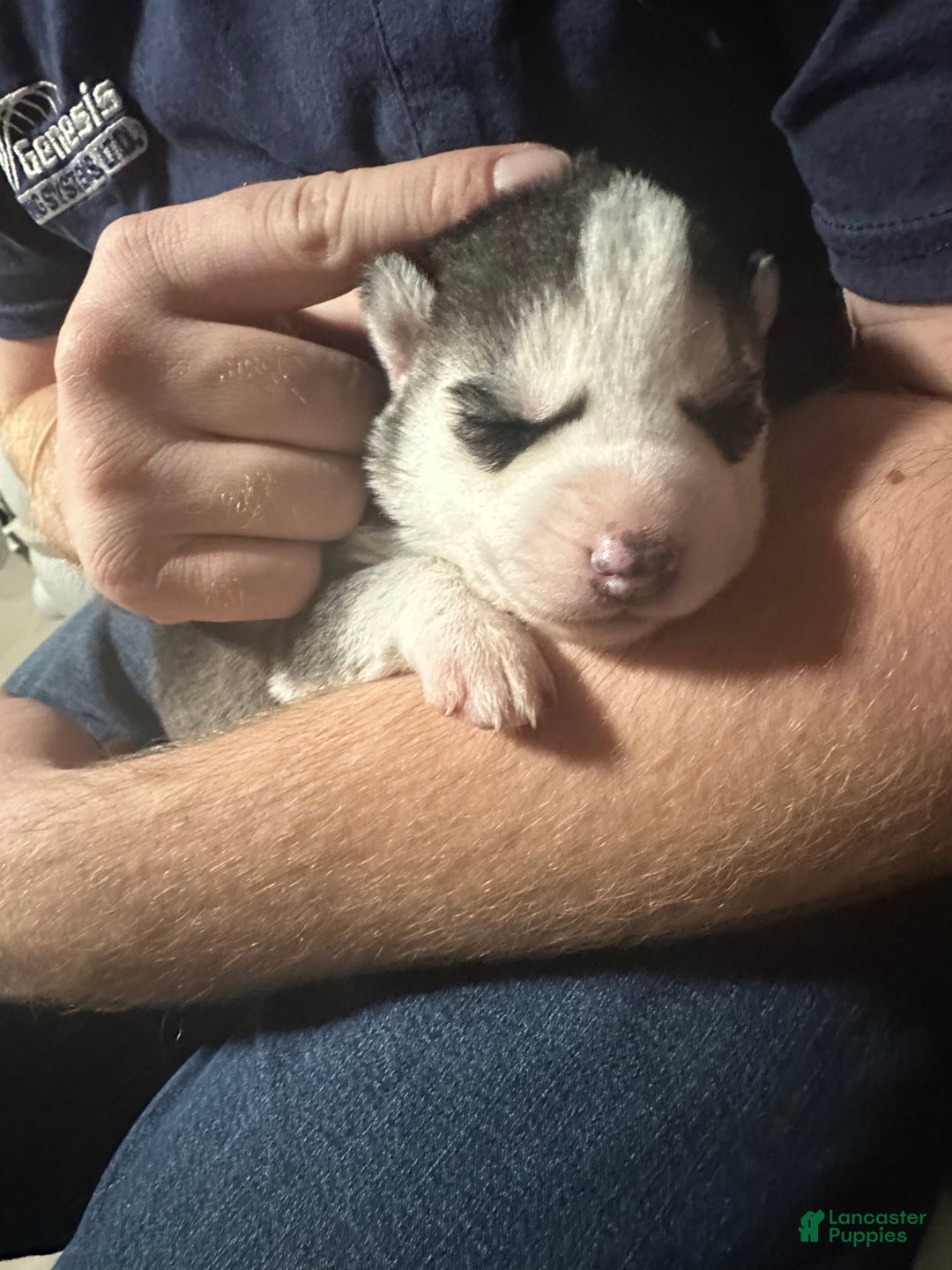 Siberian Husky dogs for sale: Siberian Husky Puppy 1 - Ad 1