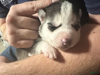 Siberian Husky dogs Siberian Husky Puppy 1 - Ad 5