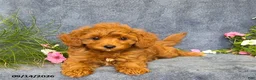 Cavapoo dogs for sale: Tucker - Ad 9