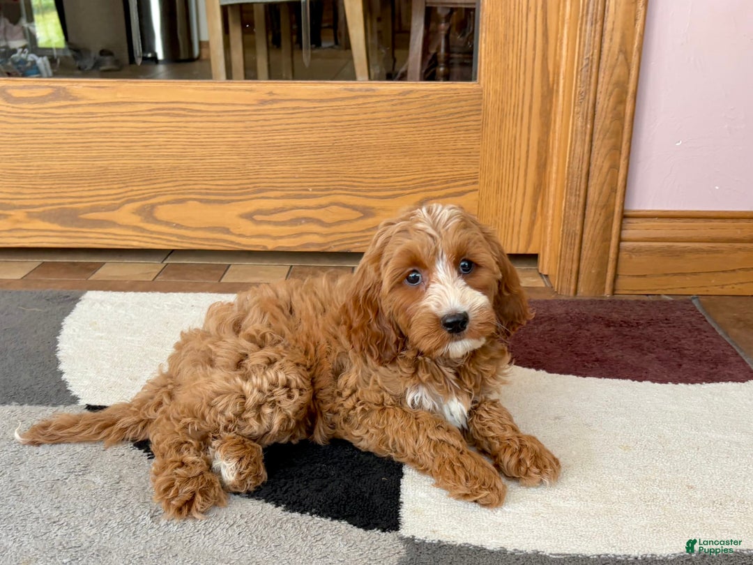 Cockapoo dogs for sale: Dolly - Ad 5