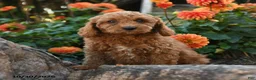 Mini Goldendoodle dogs for sale: Leon - Ad 4
