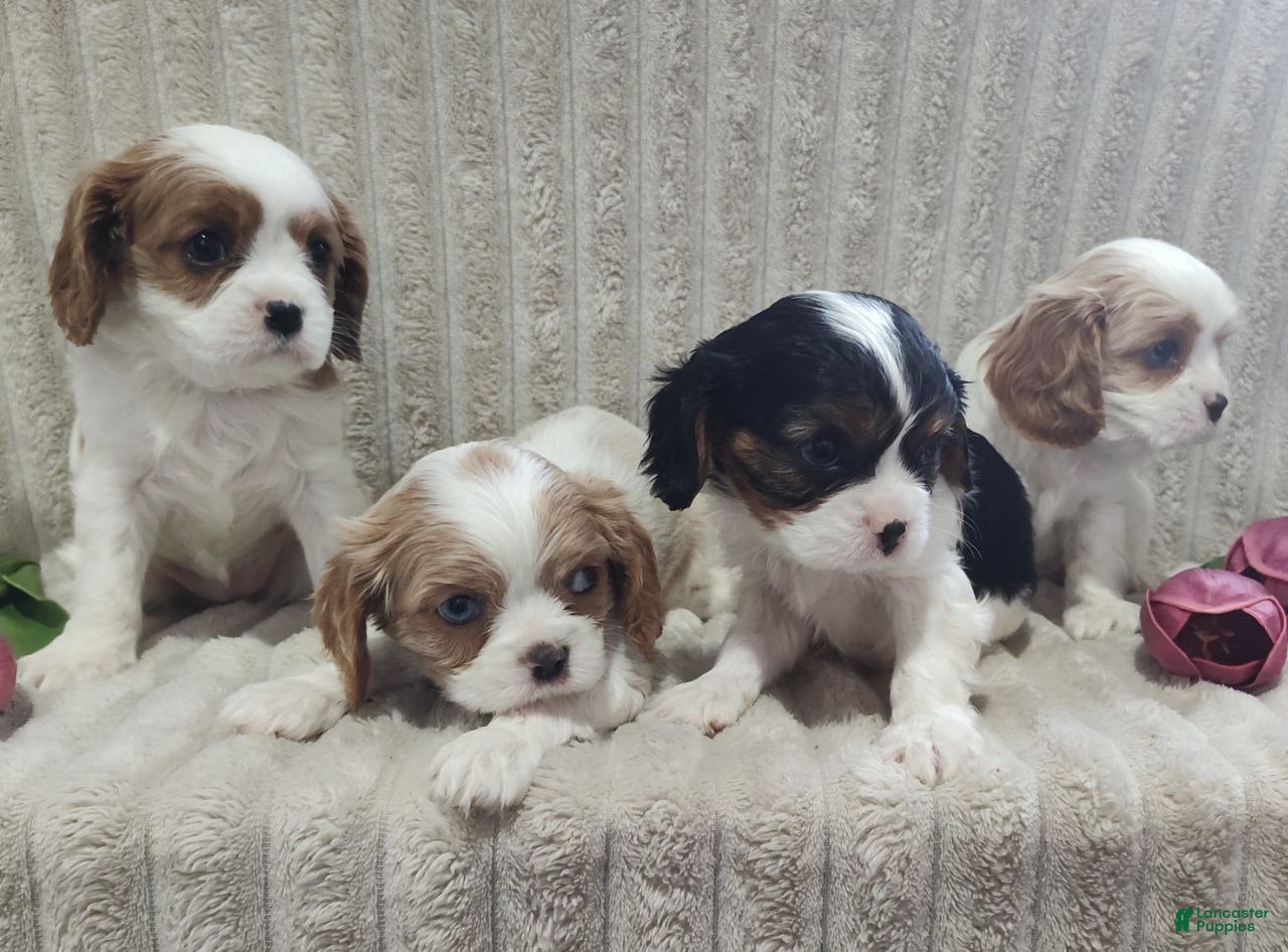 Cavalier King Charles Spaniel dogs Teddy - Ad 2