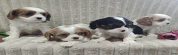Cavalier King Charles Spaniel dogs for sale: Teddy - Ad 2