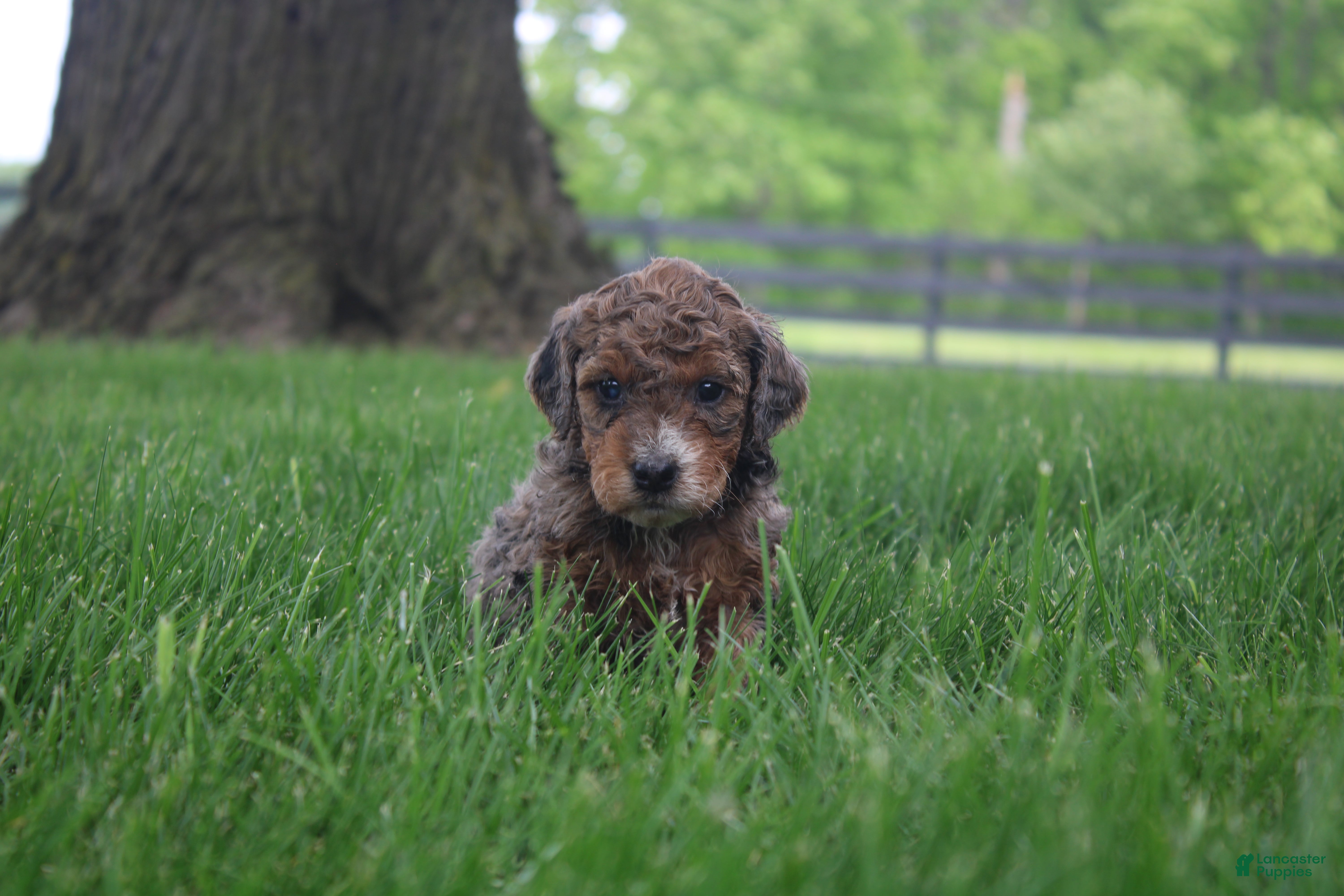 Mini Goldendoodle dogs Remmy - Ad 1