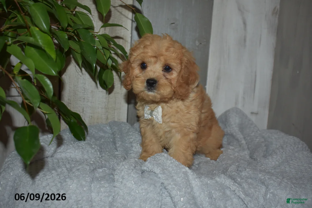 Cavapoo dogs for sale: Maverick - Ad 1