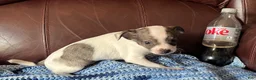 Chiweenie dogs for sale: Chiweenie 1 - Ad 6