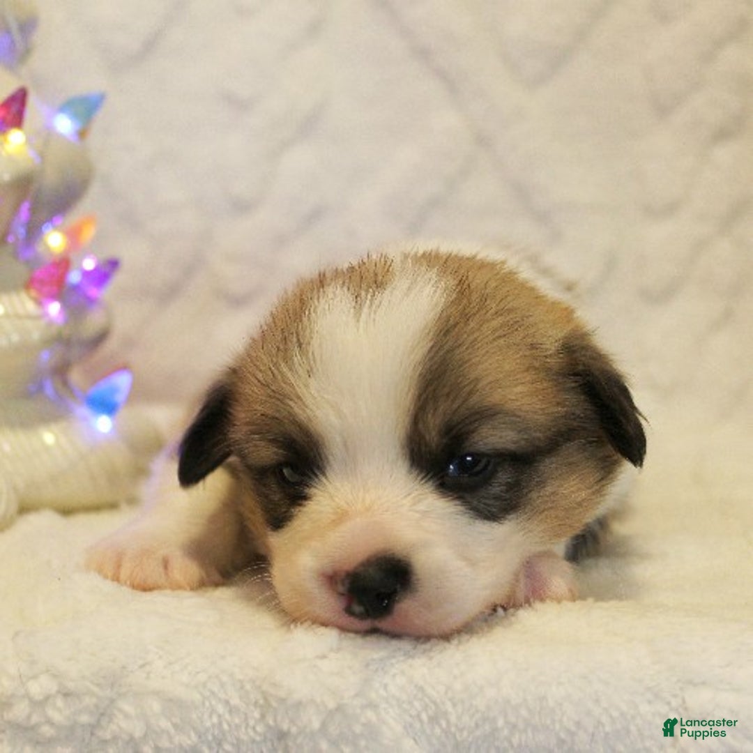 Welsh Corgi Pembroke dogs for sale: Prancer Genetically CLEAR - Ad 4