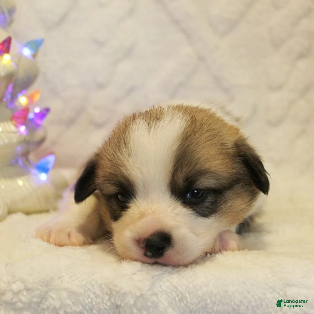 Welsh Corgi Pembroke dogs for sale: Elsa Genetically CLEAR - Ad 25