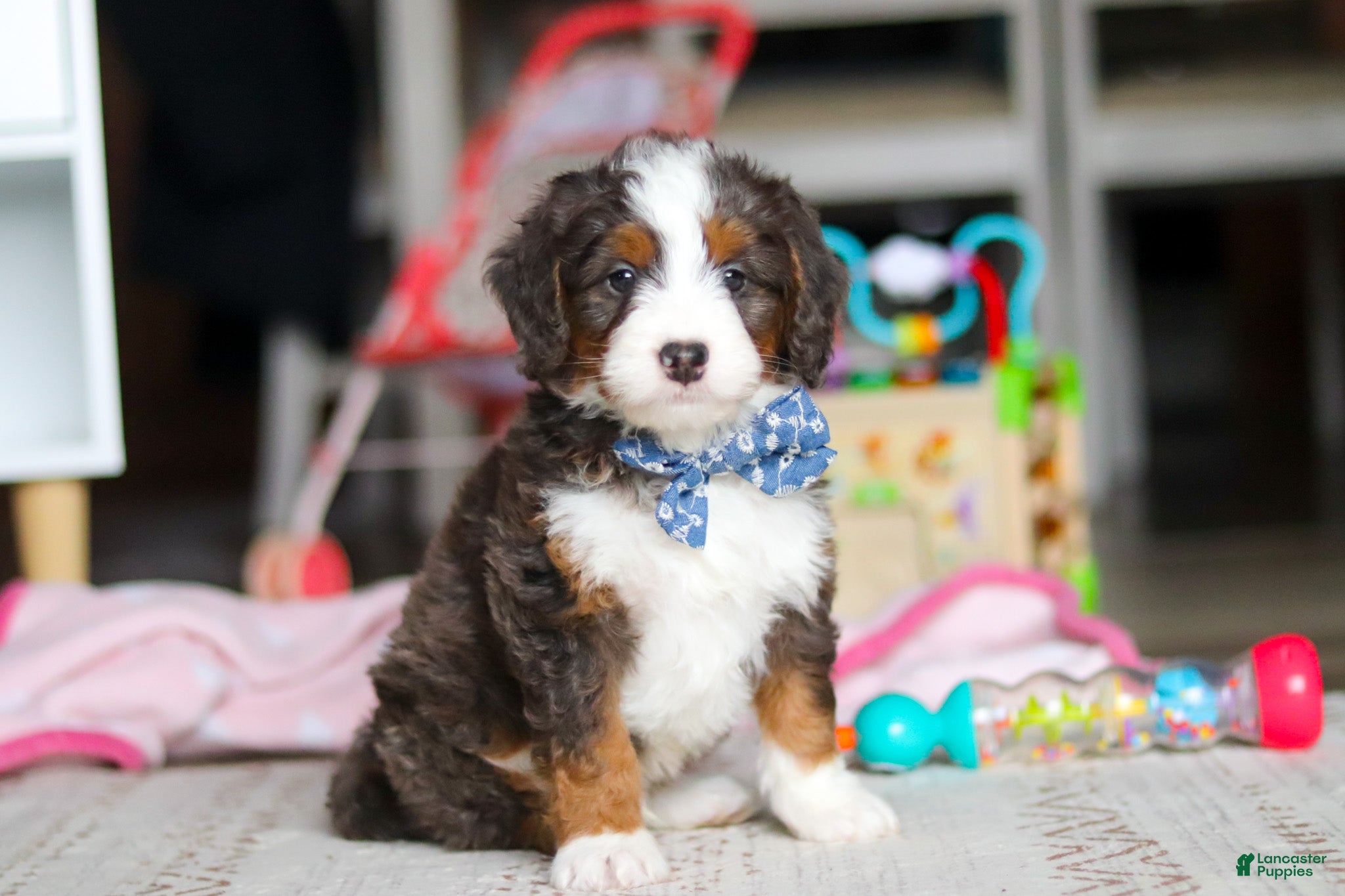 Mini Bernedoodle dogs Rubble - Ad 1