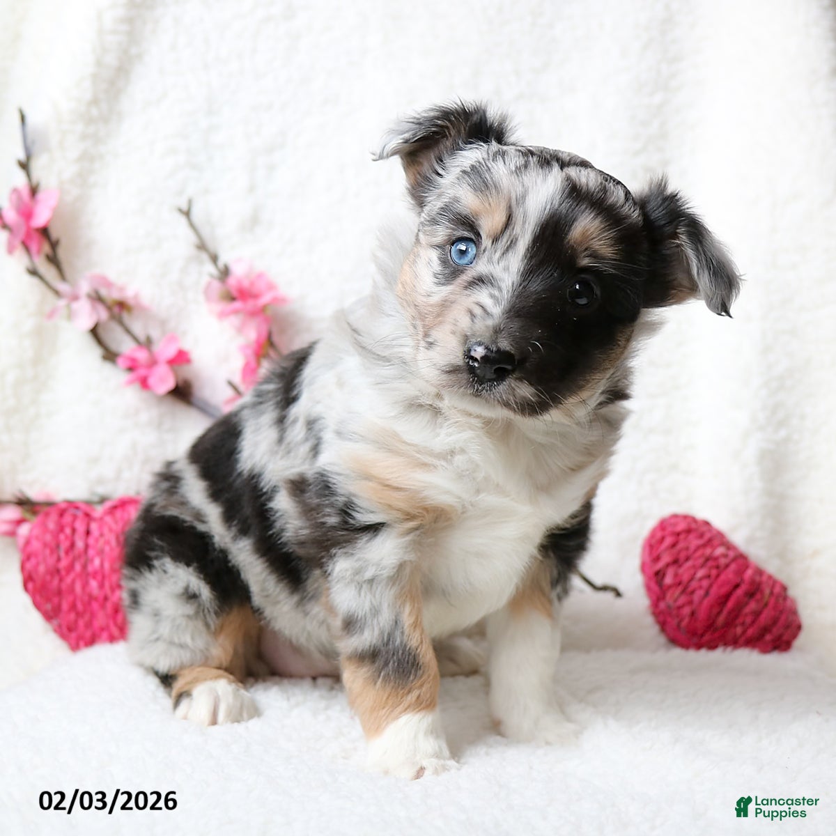 Miniature Australian Shepherd dogs Oakley - Ad 12