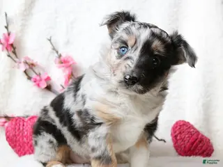 Miniature Australian Shepherd dogs Oakley - Ad 12