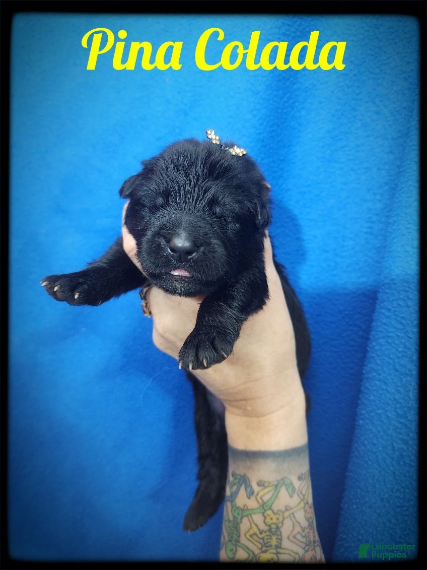 German Shepherd dogs Pina Colada - Ad 18