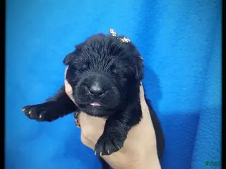 German Shepherd dogs Pina Colada - Ad 18