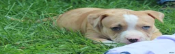 American Bully dogs for sale: Rocko - Ad 3