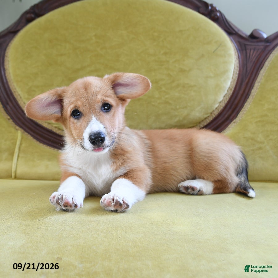 Welsh Corgi Pembroke dogs Cynthia - Ad 1