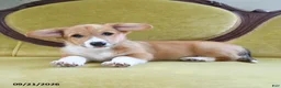 Welsh Corgi Pembroke dogs for sale: Cynthia - Ad 3