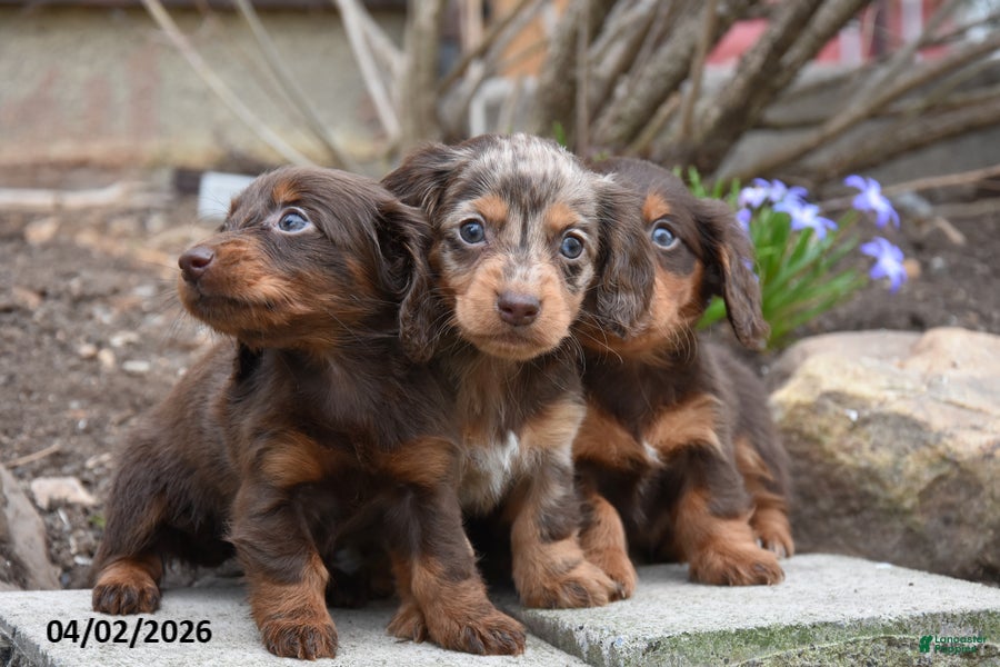Miniature Dachshund dogs Roscoe - Ad 2