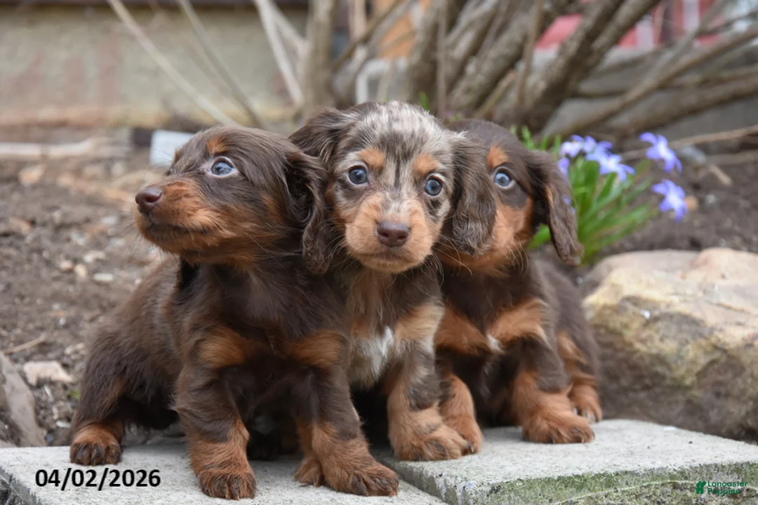 Miniature Dachshund dogs for sale: Roscoe - Ad 2