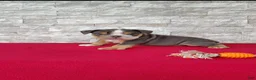 English Bulldog dogs for sale: Danny - Ad 4