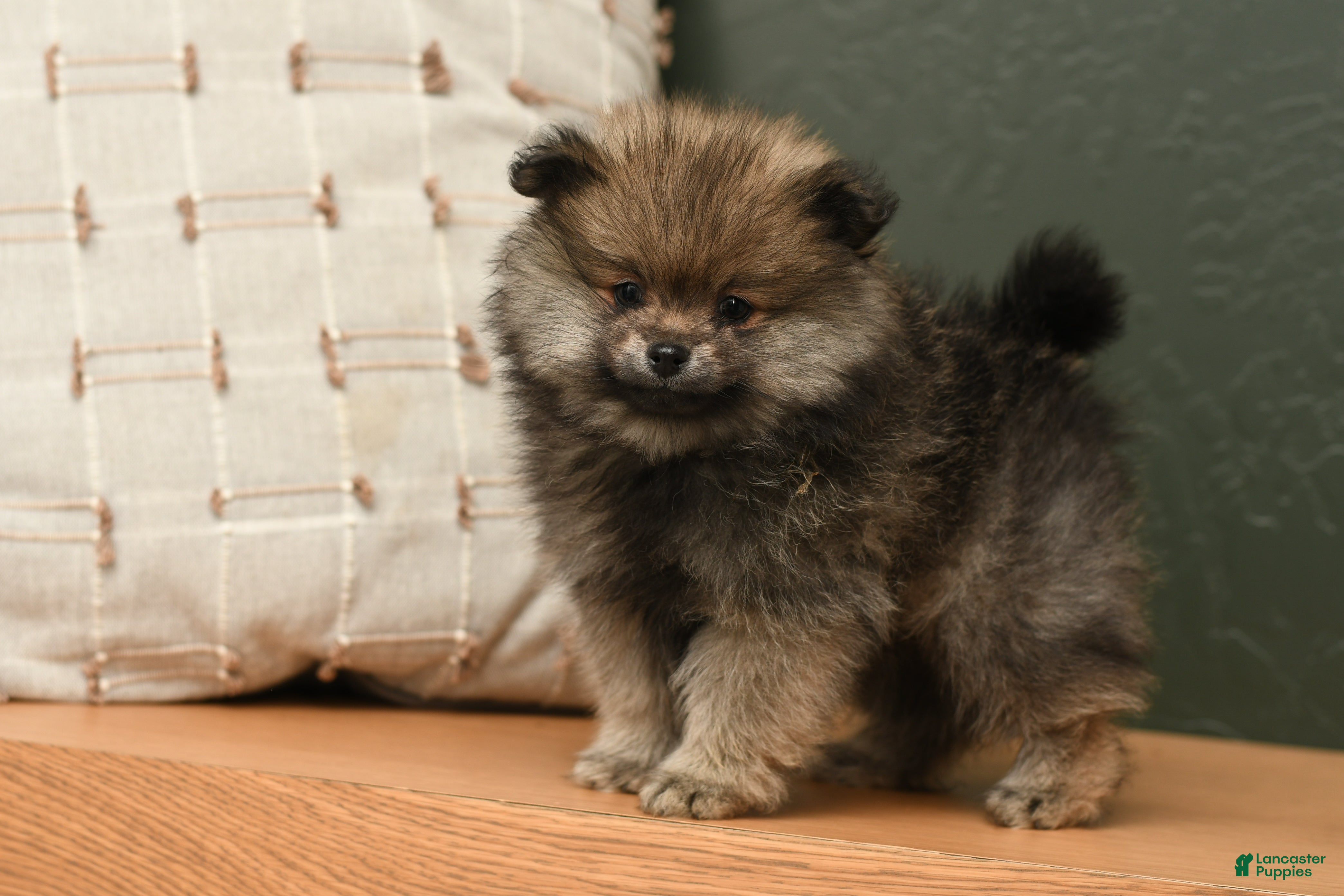 Pomeranian dogs Calli - Ad 19
