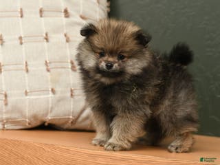 Pomeranian dogs Calli - Ad 33