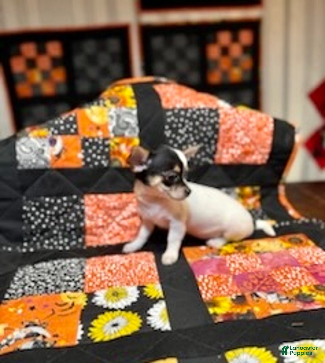 Chihuahua dogs for sale: Lucille - Ad 34