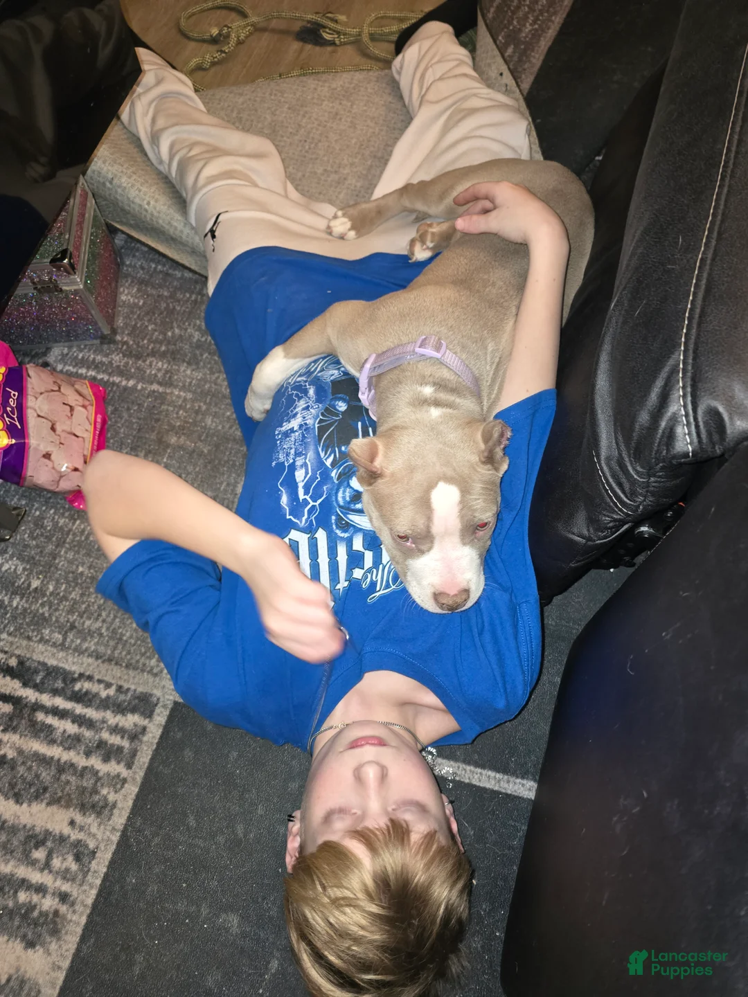 American Bully dogs for sale: Odyssey - Ad 2