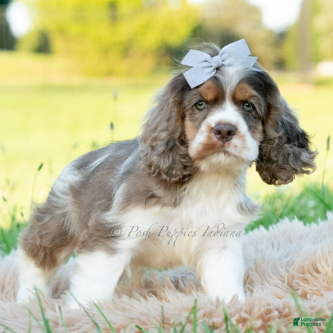 Cocker Spaniel dogs for sale: Freya - Ad 1