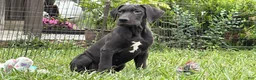 Great Dane dogs for sale: Philip Great Dane  - Ad 20