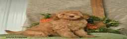 Mini Goldendoodle dogs for sale: Goldie  - Ad 3