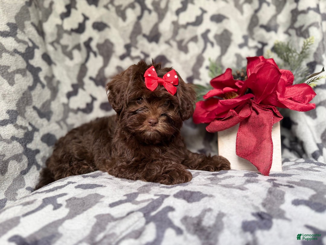 Shihpoo dogs for sale: Eve - Ad 9