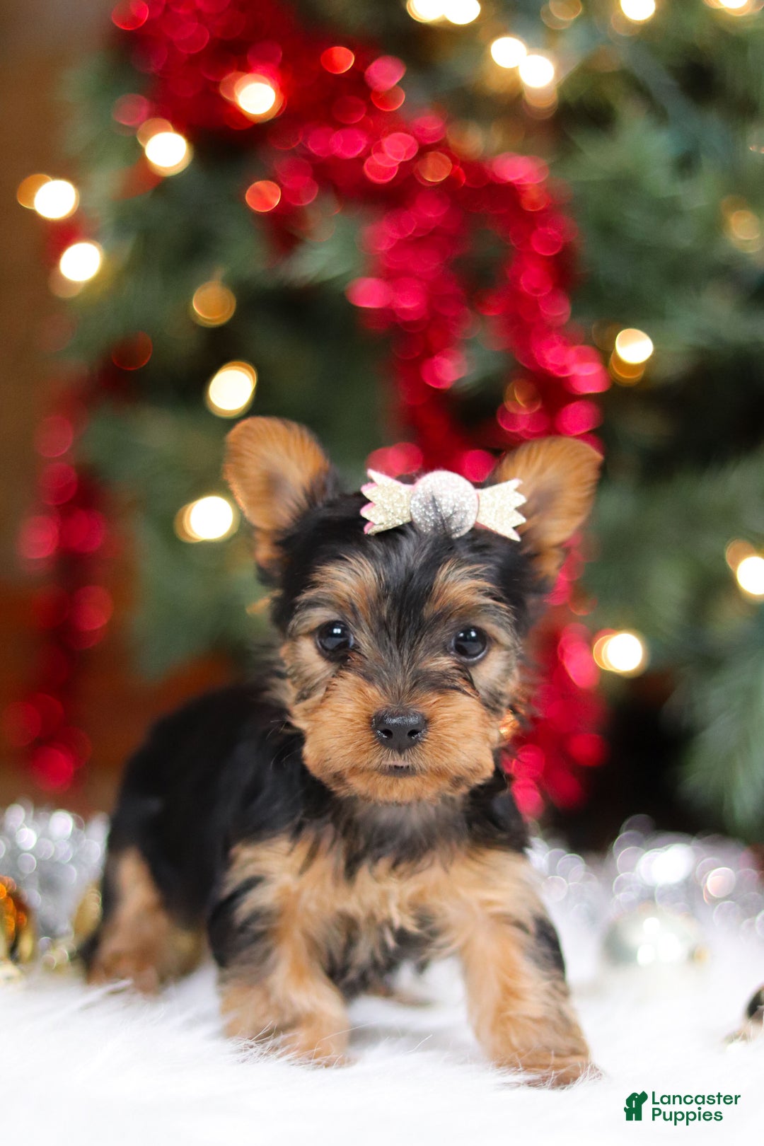 Yorkshire Terrier dogs for sale: Stella - Ad 7