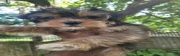 Shorkie dogs for sale: Drake - Ad 4