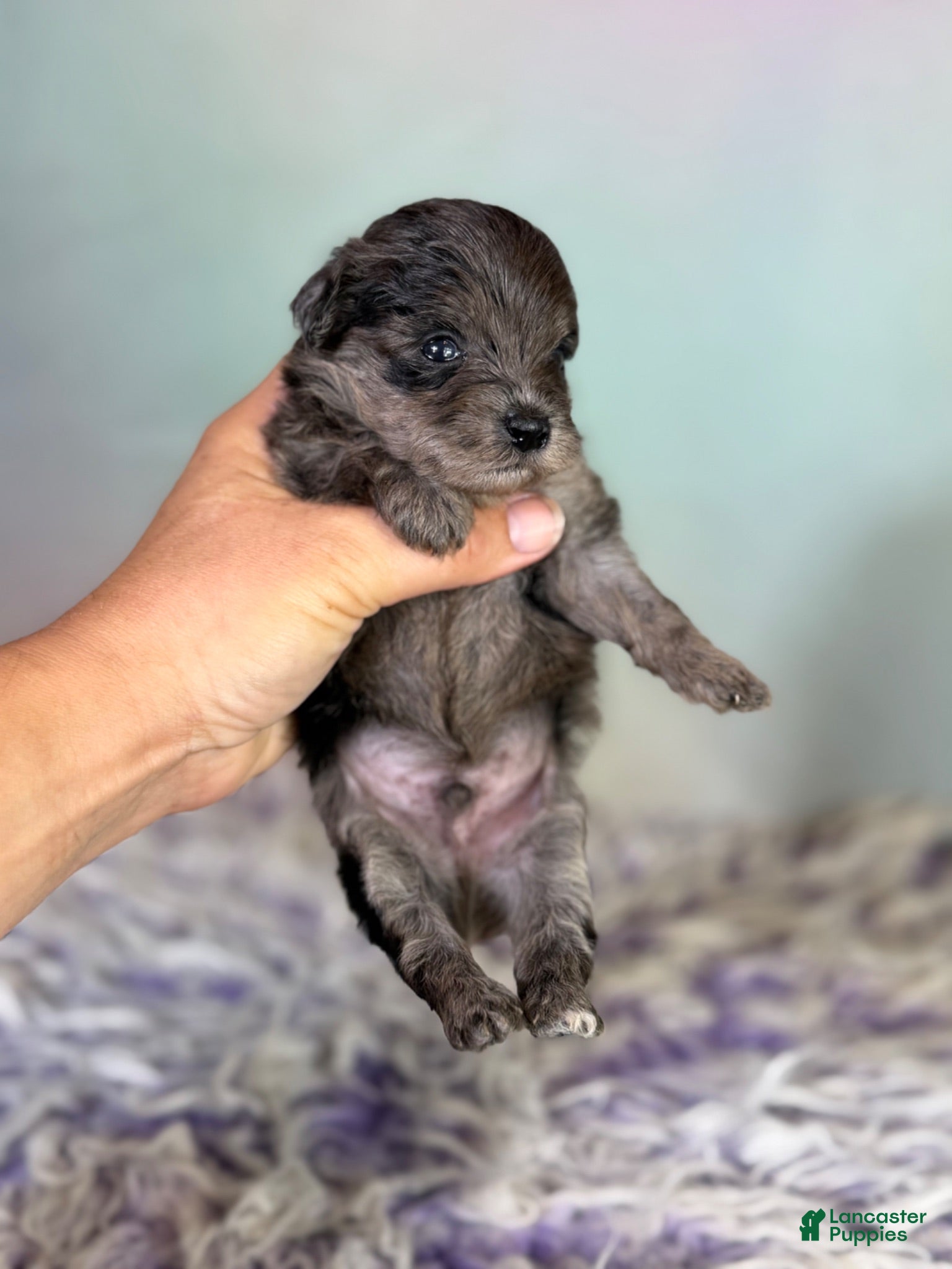 Schnoodle dogs Pipsqueak - Ad 2