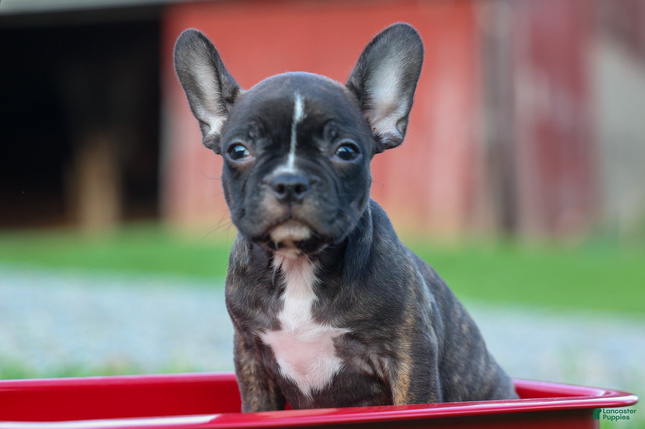 Frenchton dogs MISTY - Ad 2