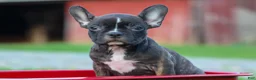 Frenchton dogs for sale: MISTY - Ad 2