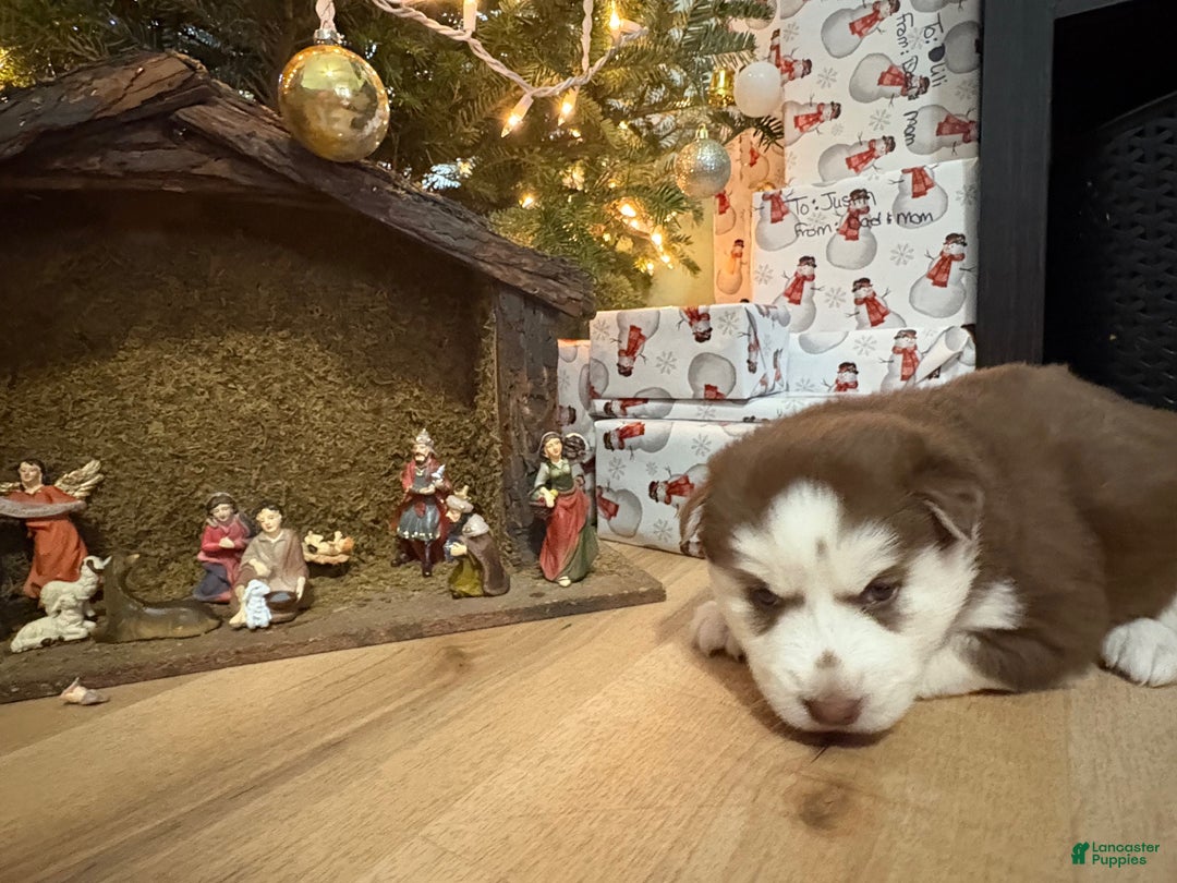 Mixed Breed dogs for sale: Sally - Ad 7