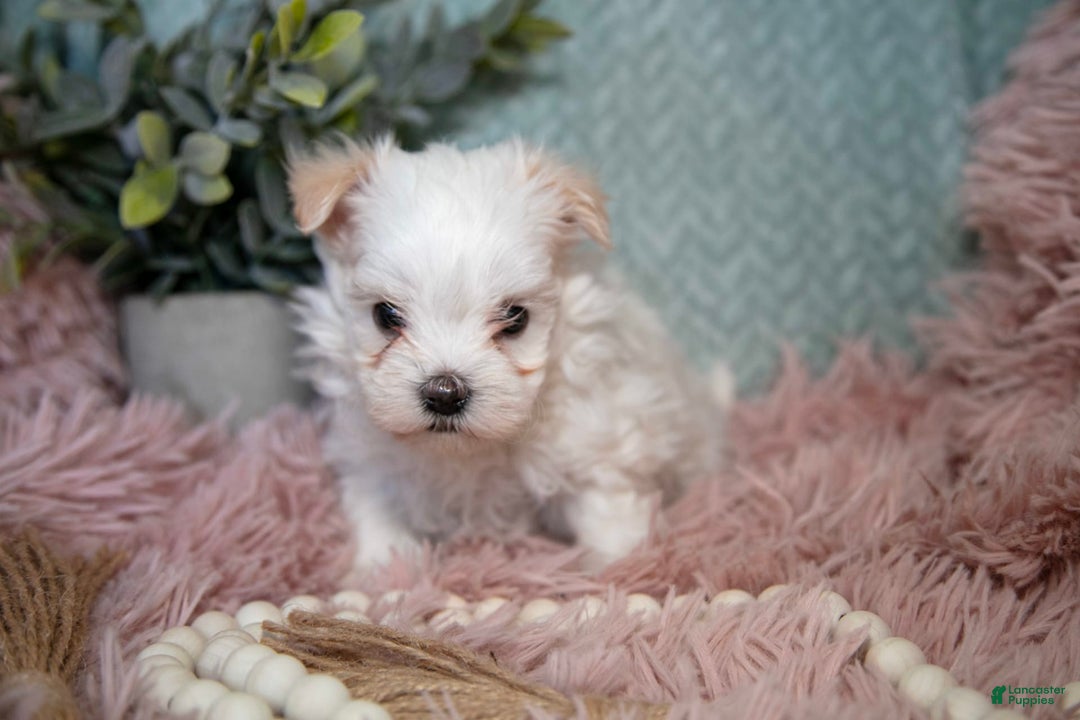 Maltipoo dogs for sale: Gunner - Ad 4