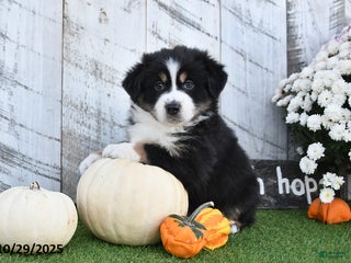 Australian Shepherd dogs - Ad 33