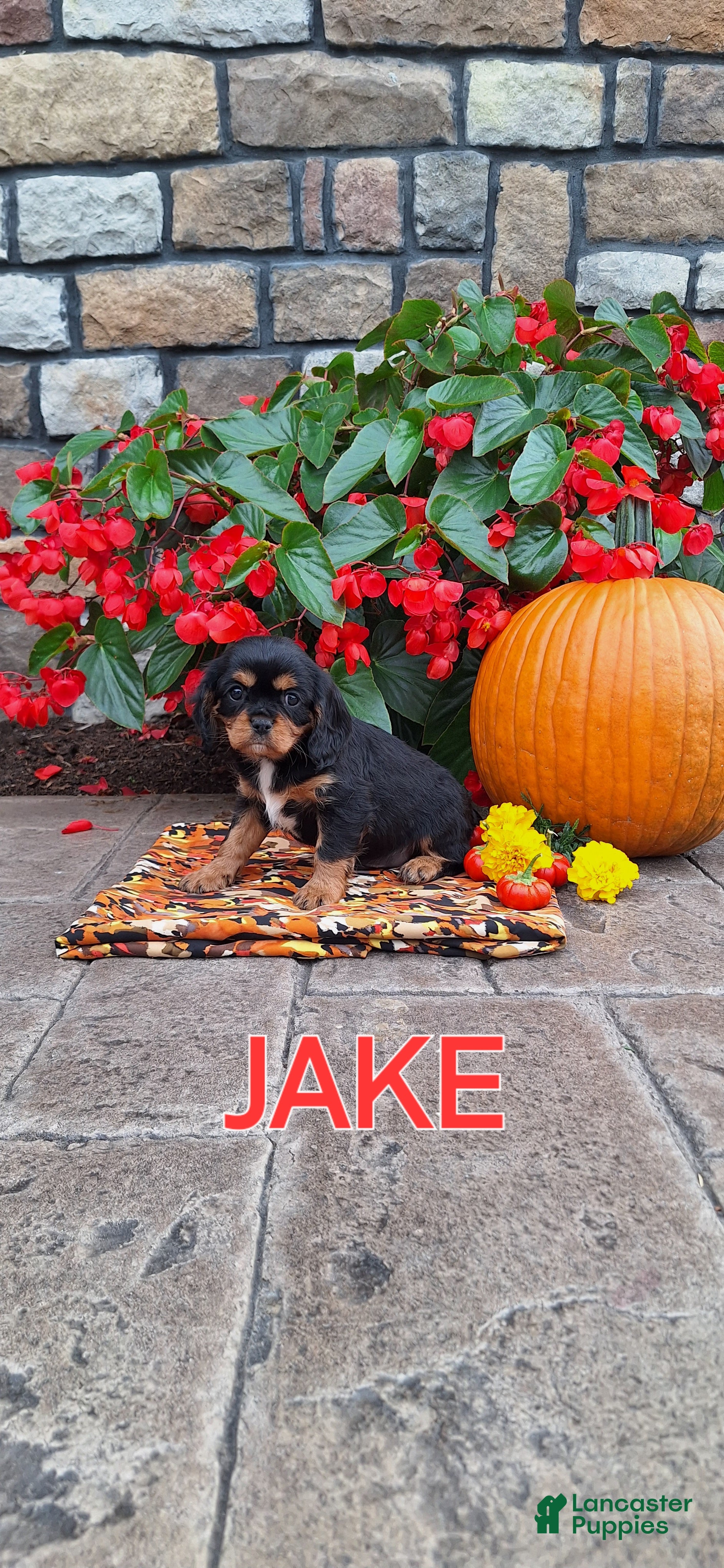 Cavalier King Charles Spaniel dogs for sale: Cavalier King Charles Spaniel 3 - Ad 4