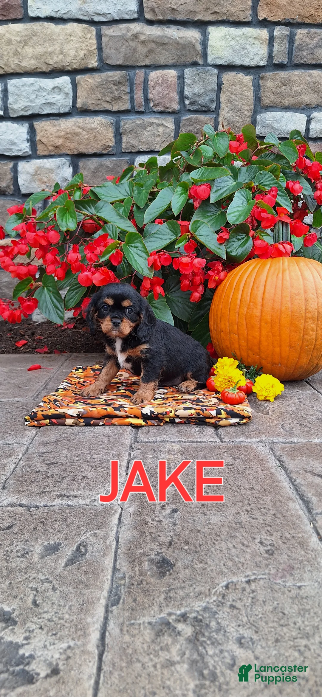 Cavalier King Charles Spaniel dogs for sale: Cavalier King Charles Spaniel 3 - Ad 1