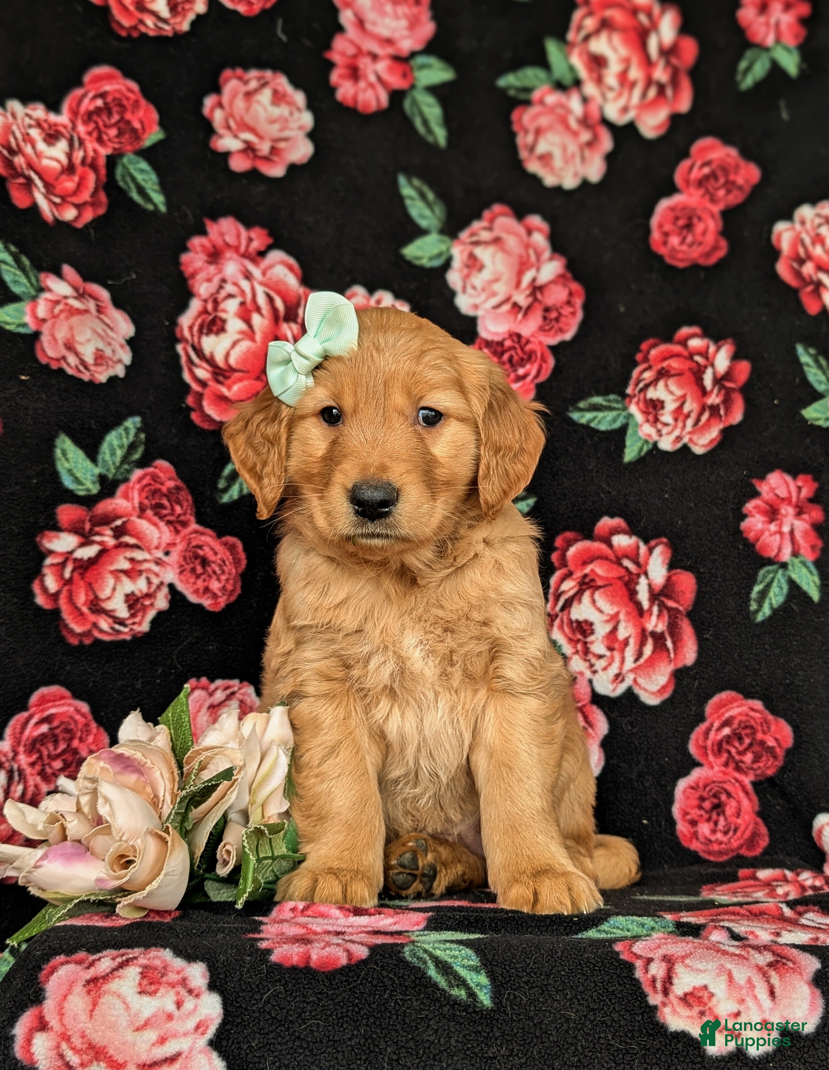 Golden Retriever dogs Mylie AKC registered - Ad 1
