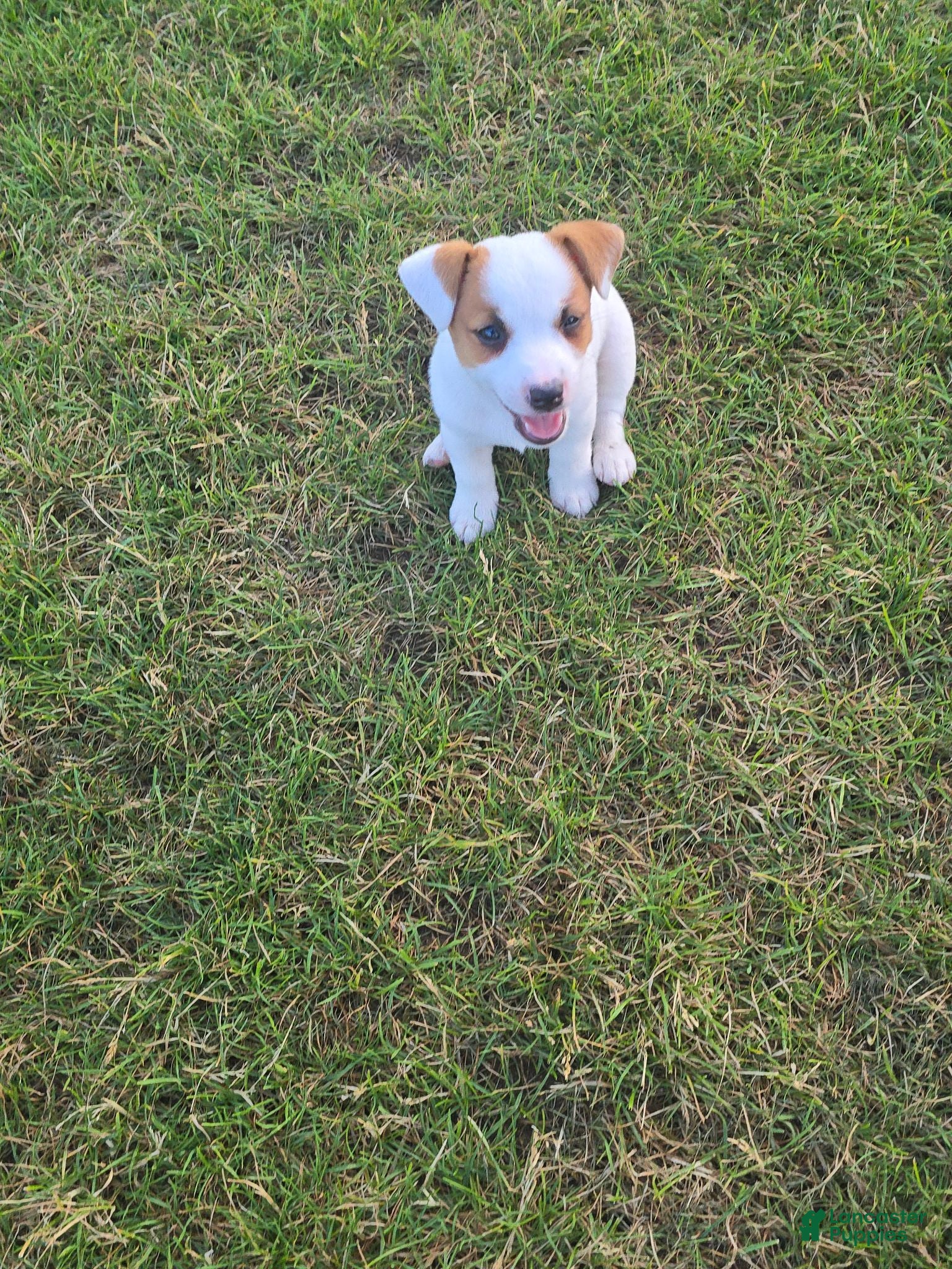 Jack Russell Terrier dogs Jack Russell Terrier Puppy 1 - Ad 2