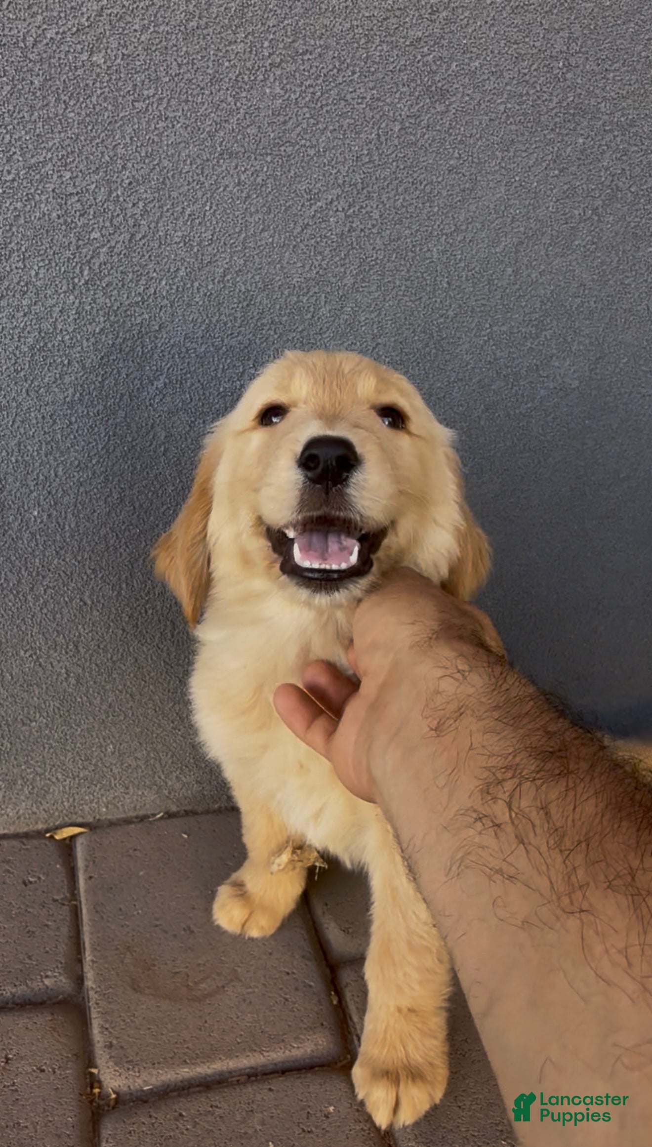 Golden Retriever dogs Male 1 - Ad 1