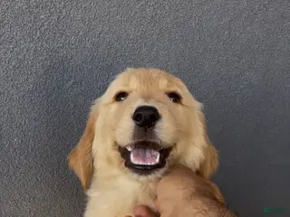 Golden Retriever dogs for sale: Male 1 - Ad 2