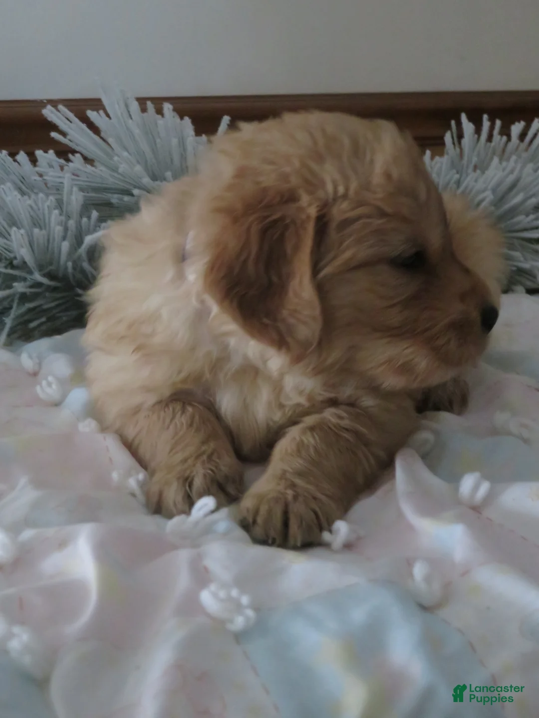 Golden Retriever dogs for sale: TRACKER -CHAMPION LINE - Ad 2
