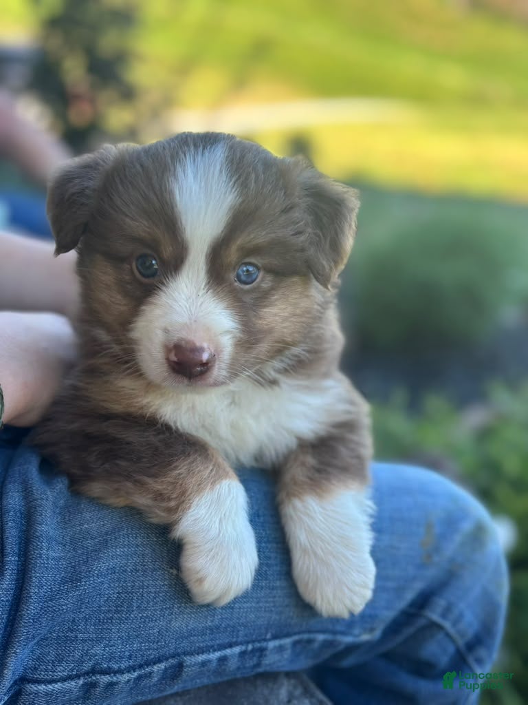 Miniature Australian Shepherd dogs Milo - Ad 1