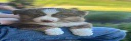 Miniature Australian Shepherd dogs for sale: Milo - Ad 1