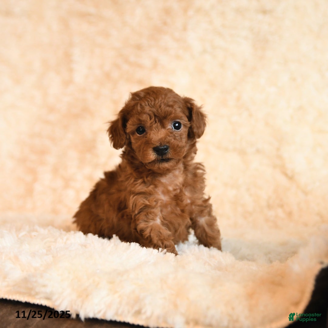 Toy Poodle dogs for sale: Chase - Ad 2